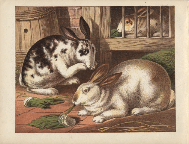 1800s Rabbit bumble button: Darling Victorian Rabbits and Bunnies From Children's ...